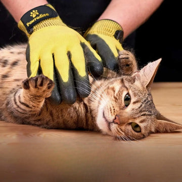 Gant de toilettage pour animaux de compagnie